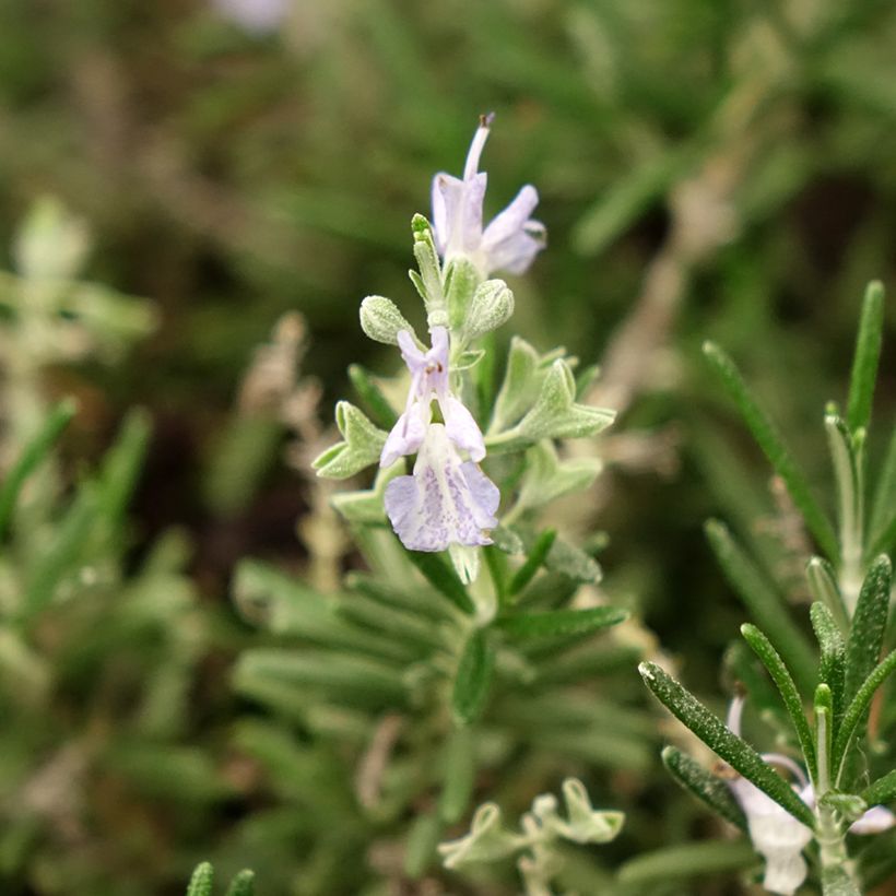 Rosmarinus officinalis Whitewater Silver (Flowering)