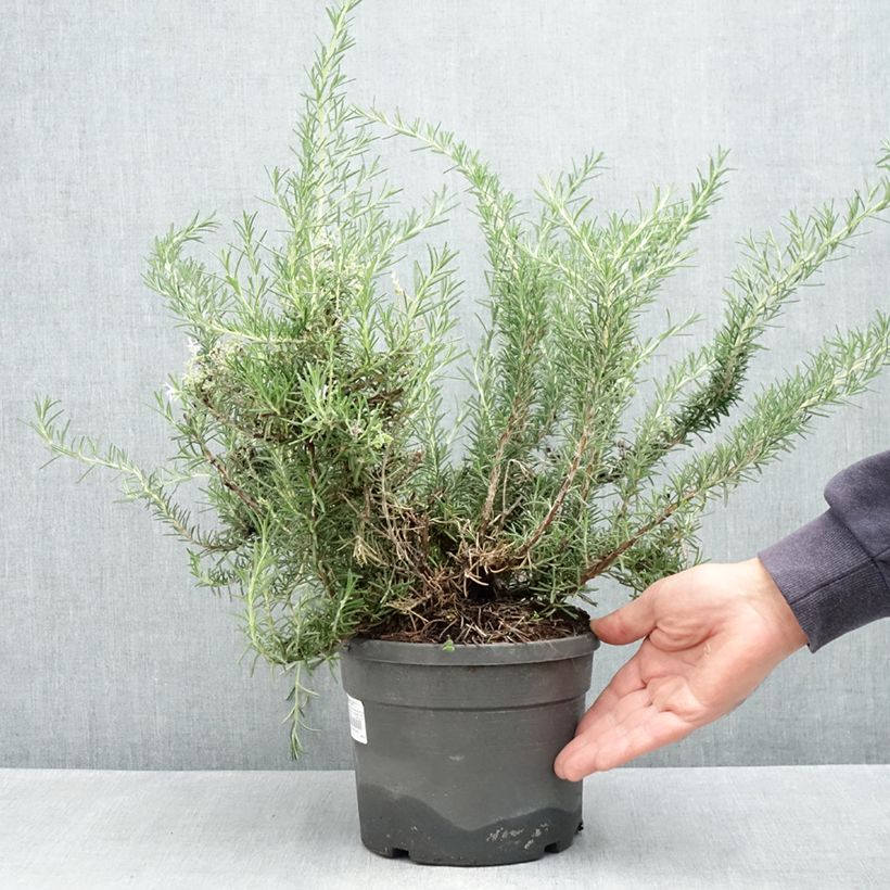 Rosmarinus officinalis Whitewater Silver - Romarin prostré - Pot de 3L/4L sample as delivered in spring