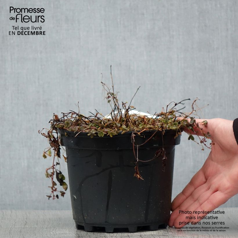 Rubus arcticus Beata - Framboisier de l'arctique - Pot de 2L/3L sample as delivered in winter