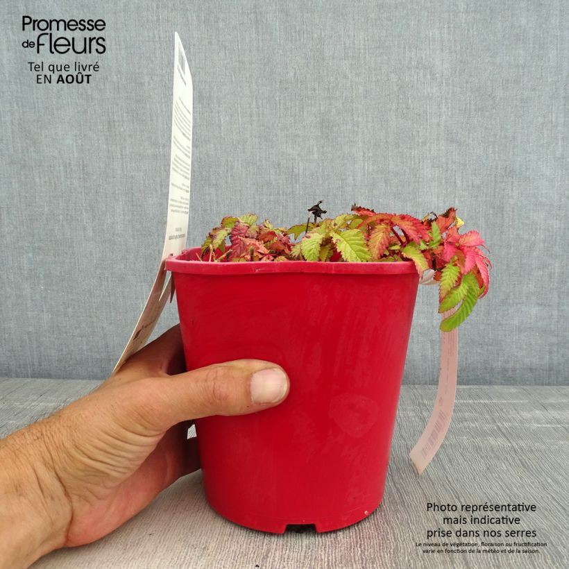 Rubus illecebrosus - Framboisier fraise japonais Pot de 2L/3L sample as delivered in summer