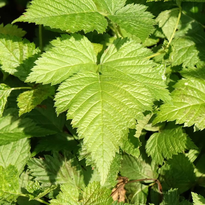 Rubus spectabilis Pacific Rose  (Foliage)