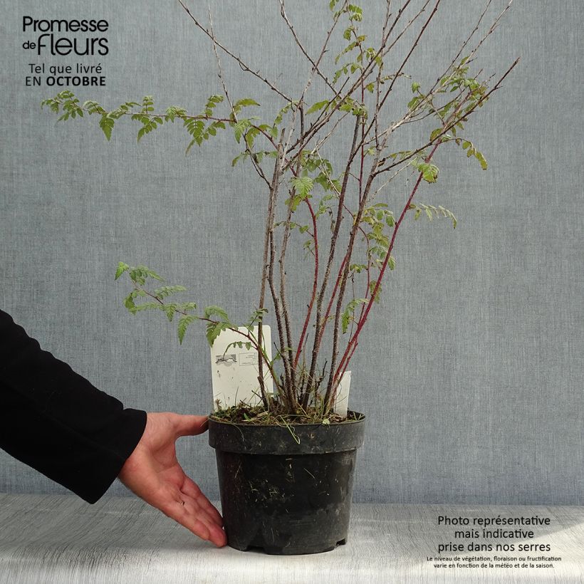 Rubus thibetanus Silver Fern - Ronce d'ornement Pot de 3L/4L sample as delivered in autumn