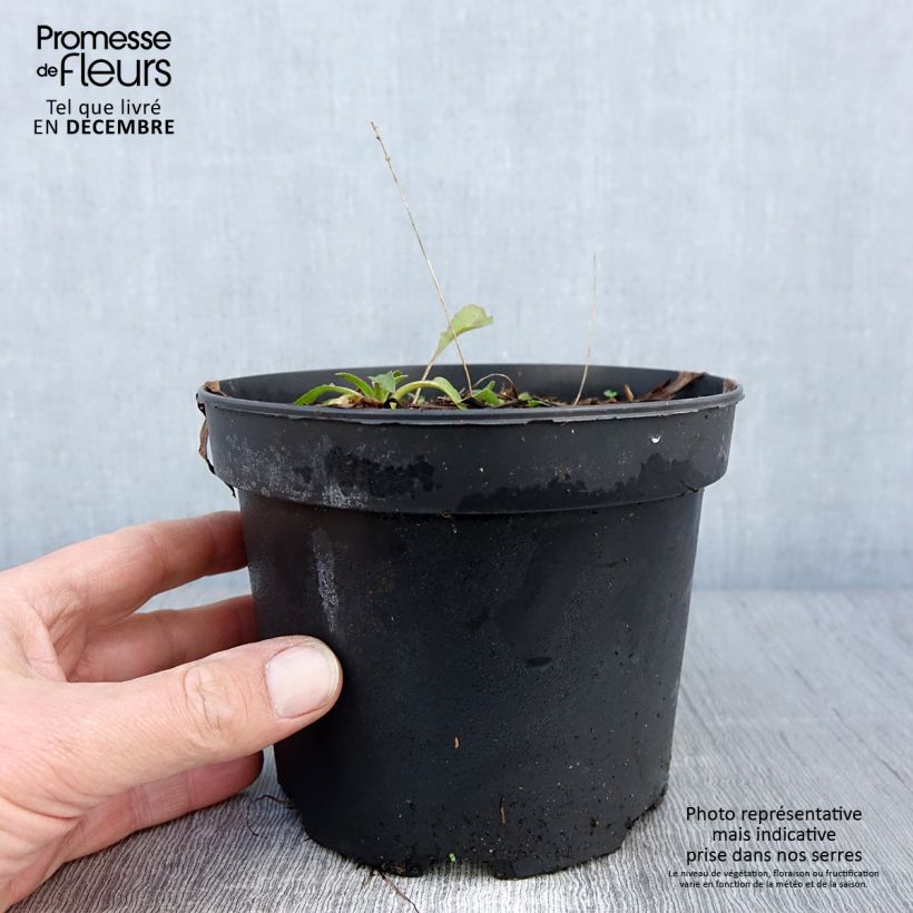 Rudbeckia occidentalis Green Wizard 2L/3L pot sample as delivered in autumn