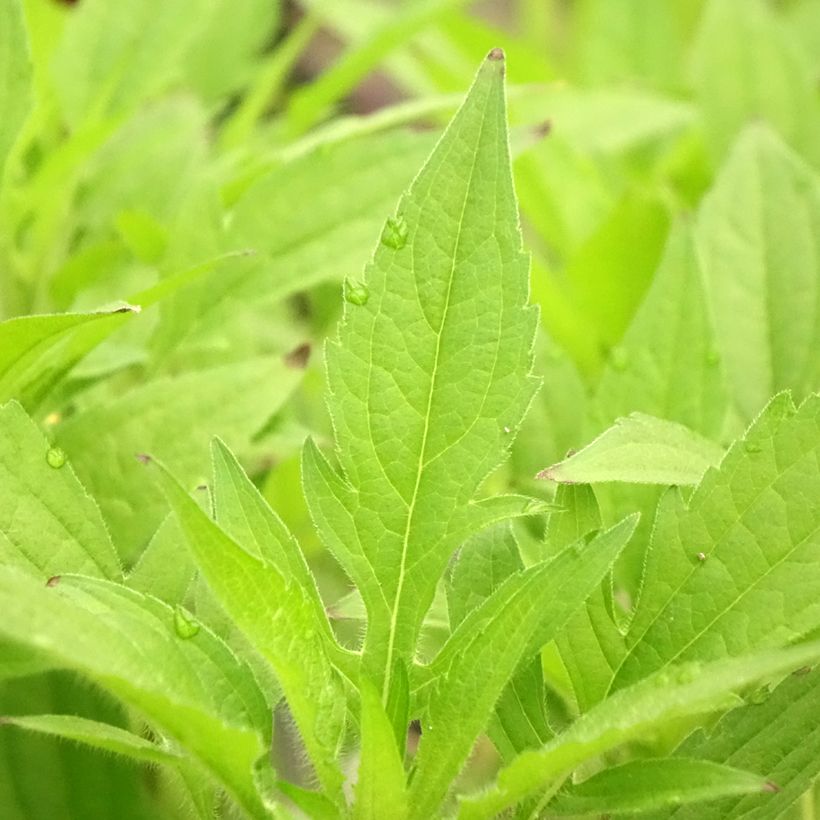 Rudbeckia triloba (Foliage)