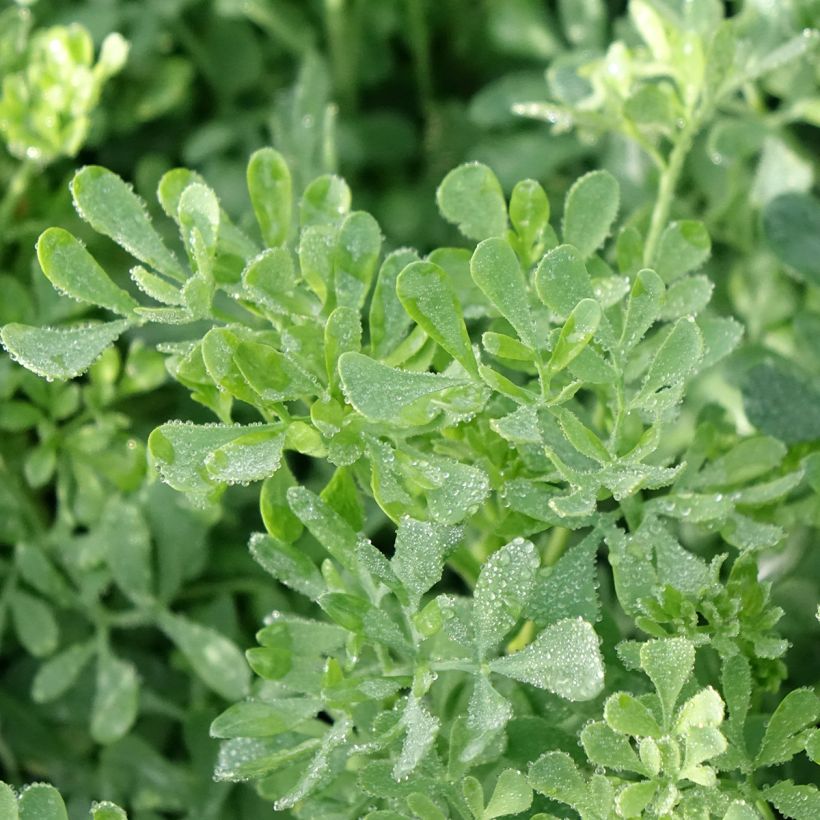Ruta graveolens (Foliage)
