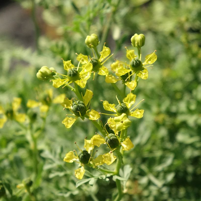 Ruta graveolens (Flowering)