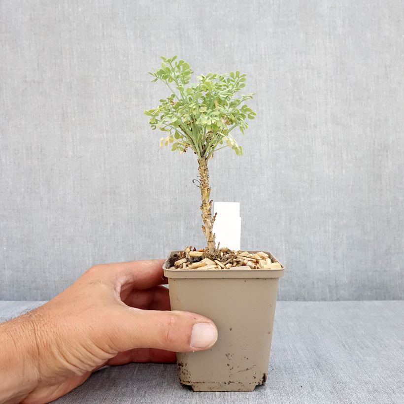 Ruta graveolens Jackmans Blue 8/9 cm pot sample as delivered in summer