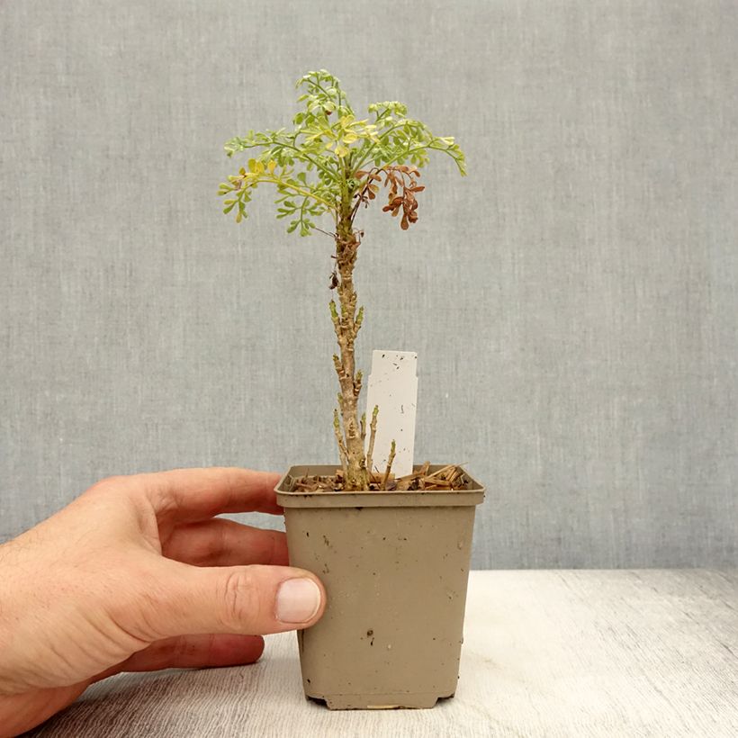 Ruta graveolens Jackmans Blue 8/9 cm pot sample as delivered in autumn