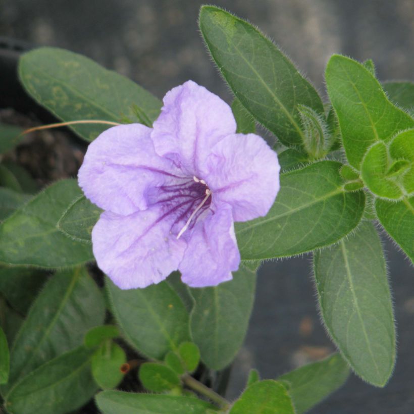 Ruellia humilis  (Flowering)