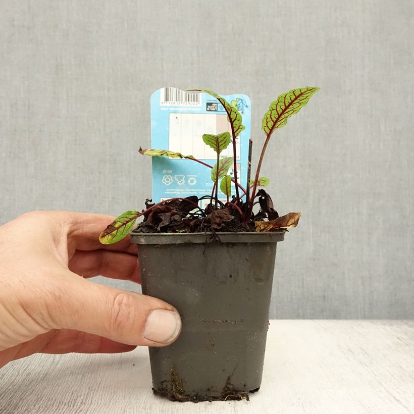 Rumex sauvignea - Pond sorrel 8/9 cm pot sample as delivered in autumn