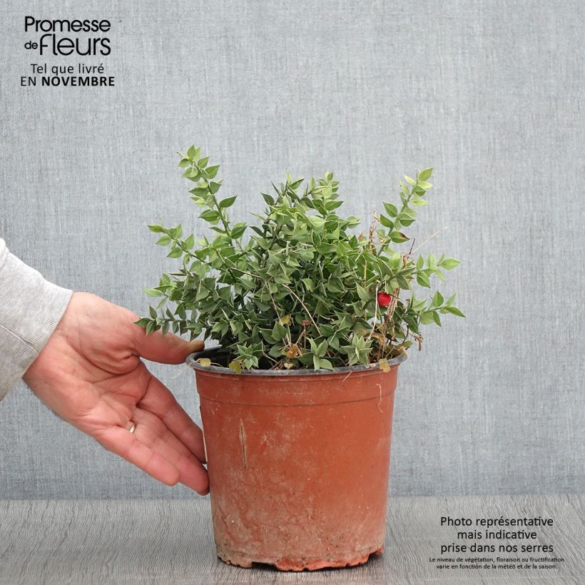 Ruscus aculeatus - Fragon petit houx  Pot de 2L/3L sample as delivered in autumn