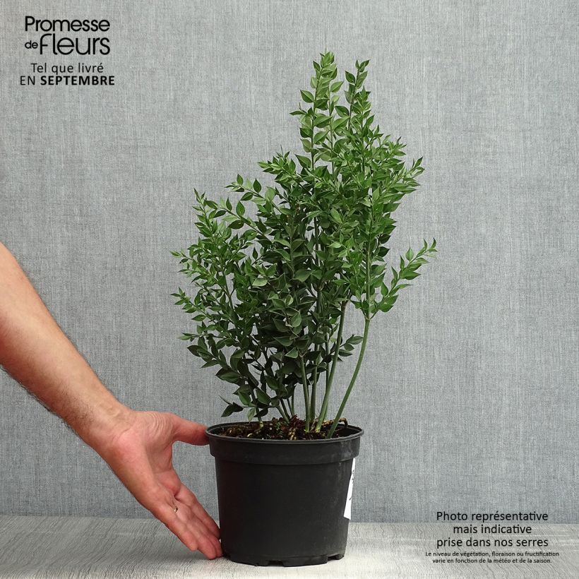 Ruscus aculeatus - Fragon petit houx  Pot de 2L/3L sample as delivered in summer