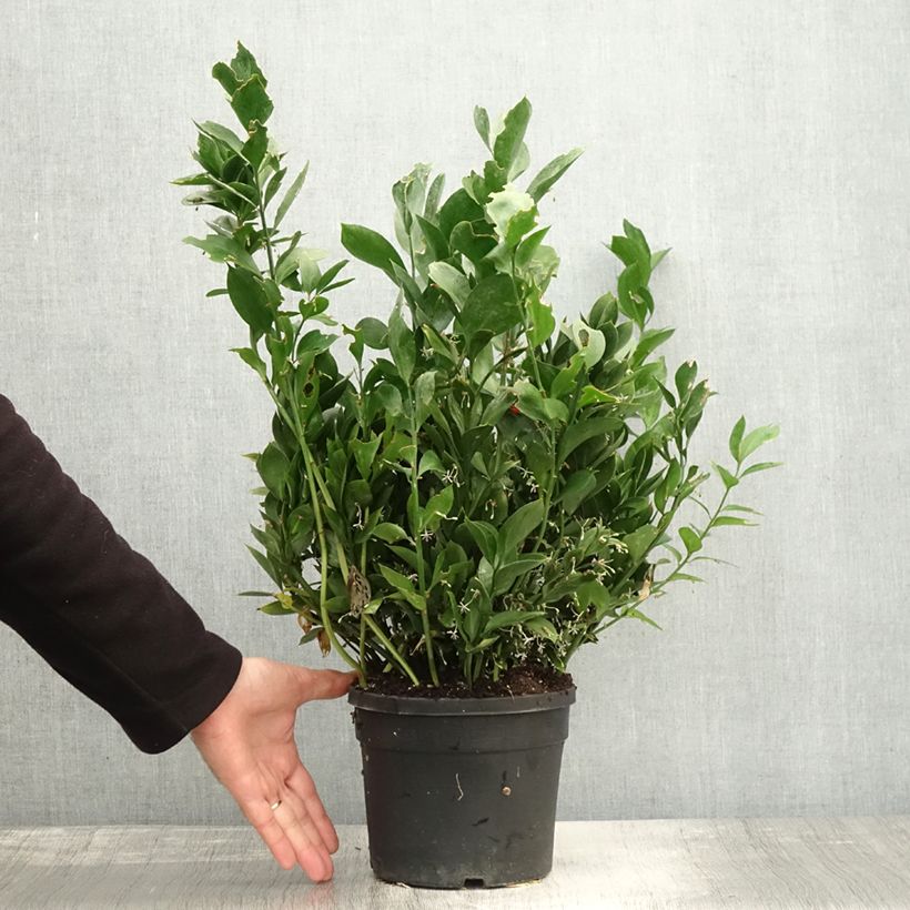 Ruscus hypoglossum 3L/4L pot sample as delivered in autumn