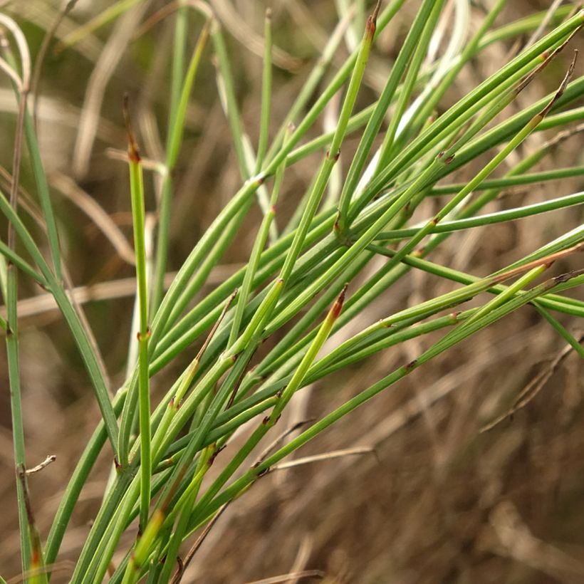 Russelia equisetiformis (Foliage)