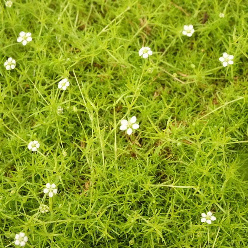 Sagina subulata 'Aurea' (Foliage)