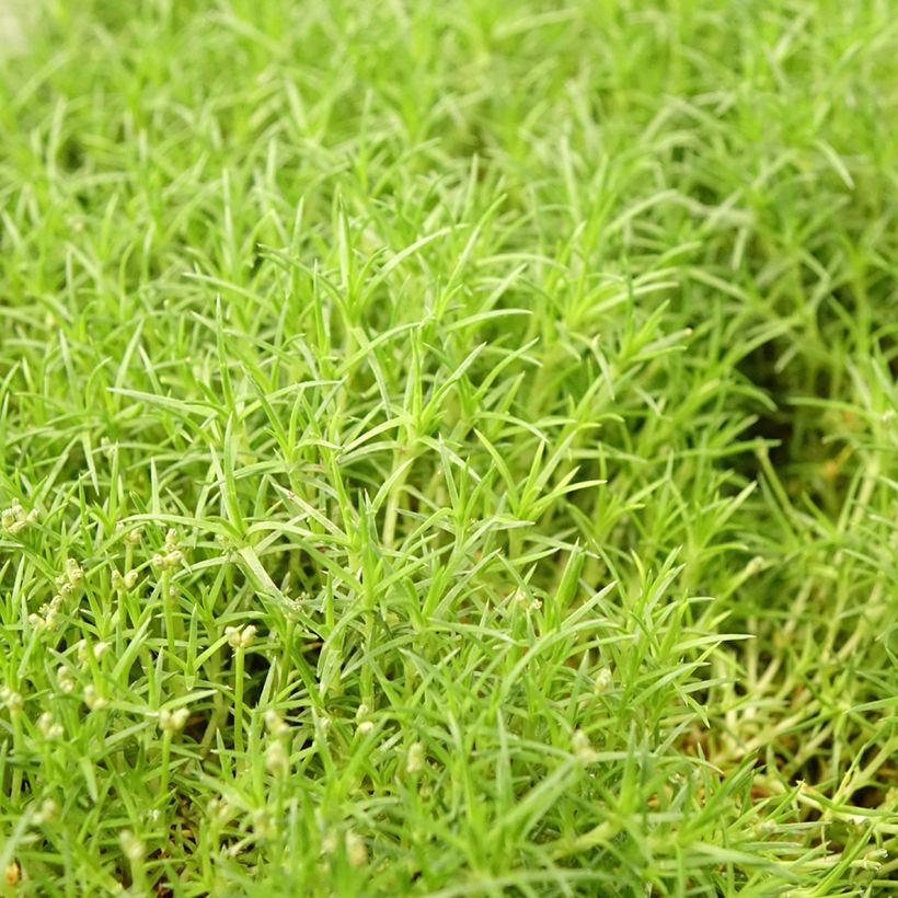 Sagina subulata Pine Green (Foliage)