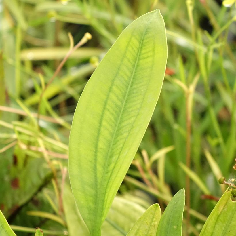Sagittaria graminea (Foliage)