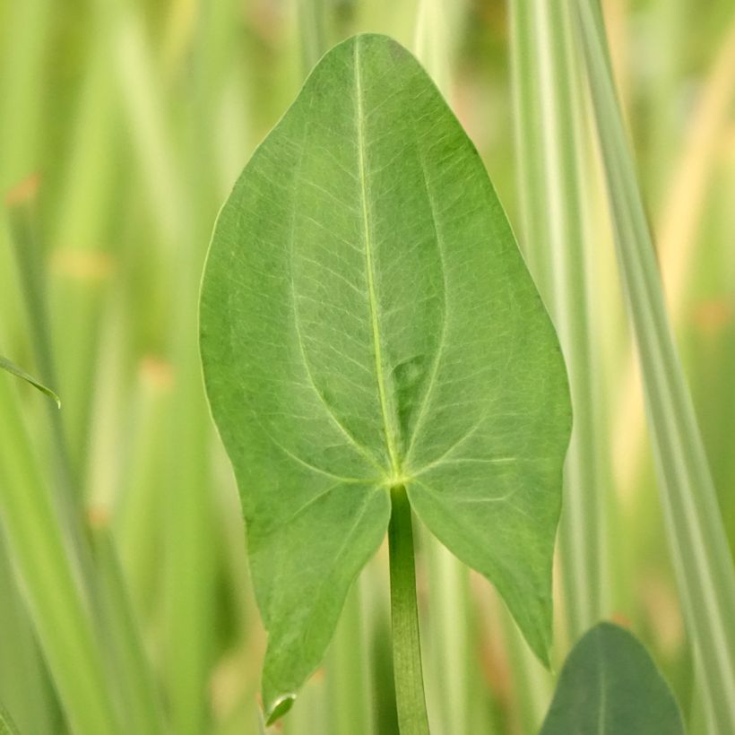 Sagittaria latifolia  (Foliage)