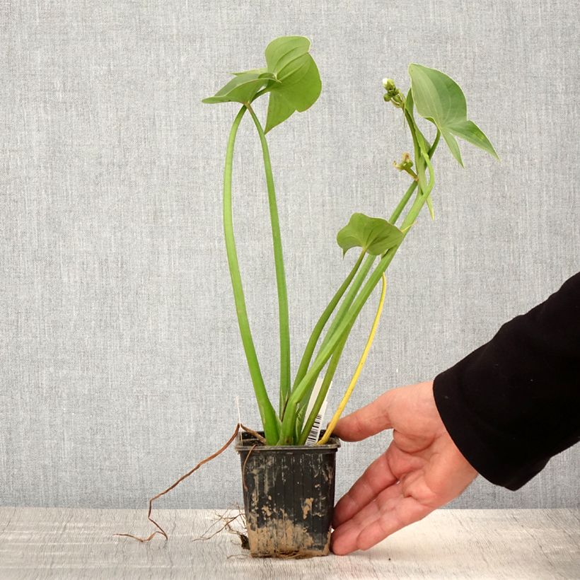 Sagittaria montevidensis - Giant Arrowhead sample as delivered in spring