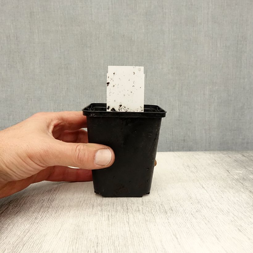 Sagittaria sagittifolia 8/9 cm pot sample as delivered in autumn