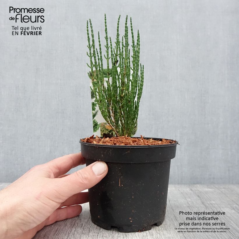 Salicornia europaea - European Glasswort, Sea Pickle 2L/3L pot sample as delivered in winter