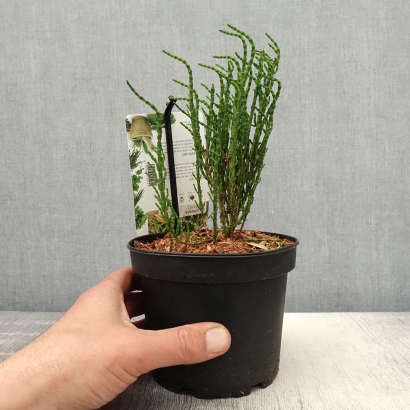 Salicornia europaea - European Glasswort, Sea Pickle 2L/3L pot sample as delivered in spring