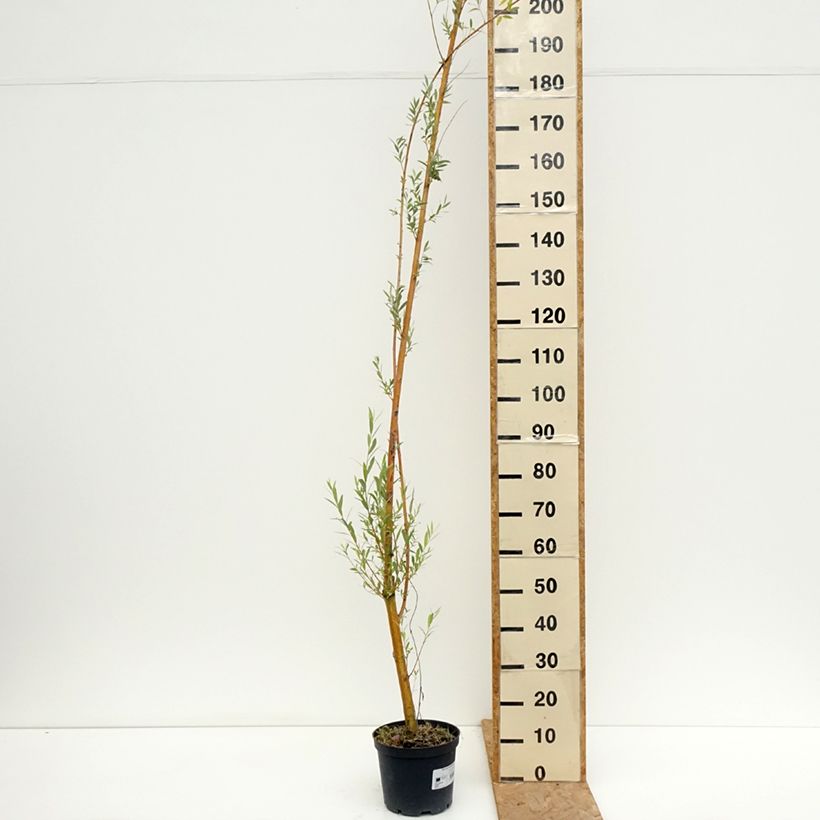 Salix alba Golden Ness - White Willow 4L/5L pot sample as delivered in summer