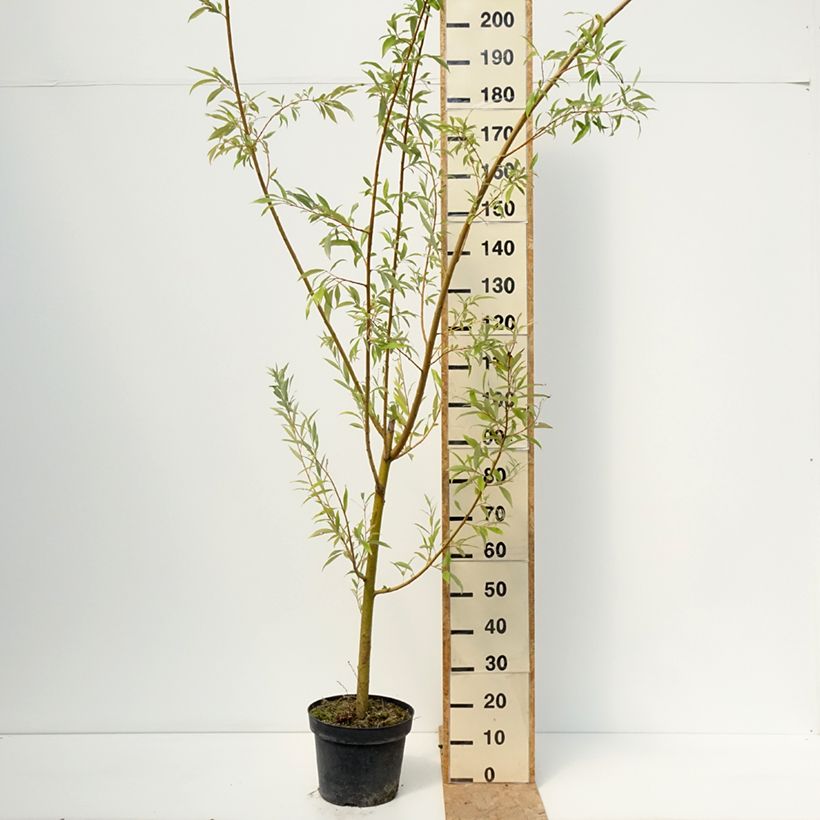 Salix alba Strachowo - White Willow 7.5L/10L pot sample as delivered in summer