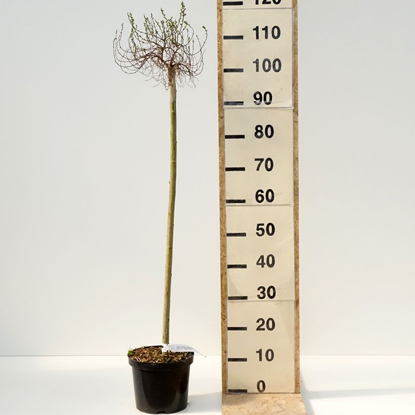 Salix arctica Yalta - Willow 4L/5L pot sample as delivered in spring