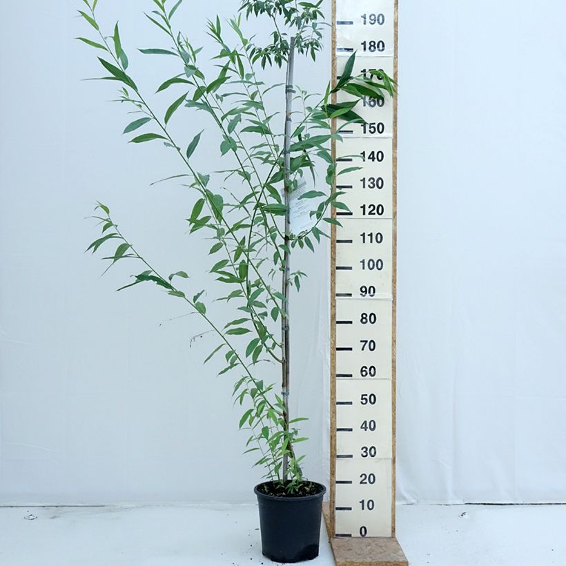 Salix caprea - Great Sallow 7.5L/10L pot sample as delivered in summer
