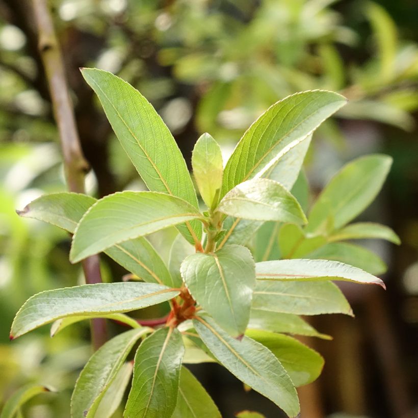 Salix gracilistyla Mount Aso - Black Willow (Foliage)