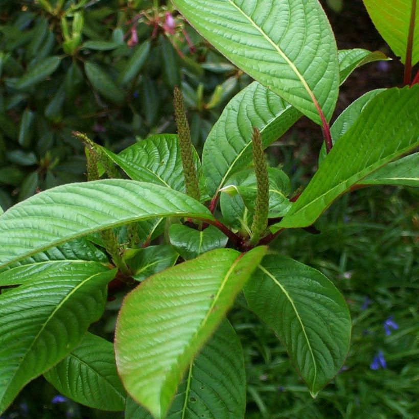 Salix fargesii - Farges Willow (Foliage)