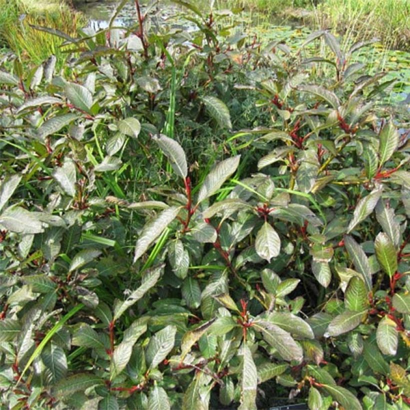 Salix fargesii - Farges Willow (Plant habit)