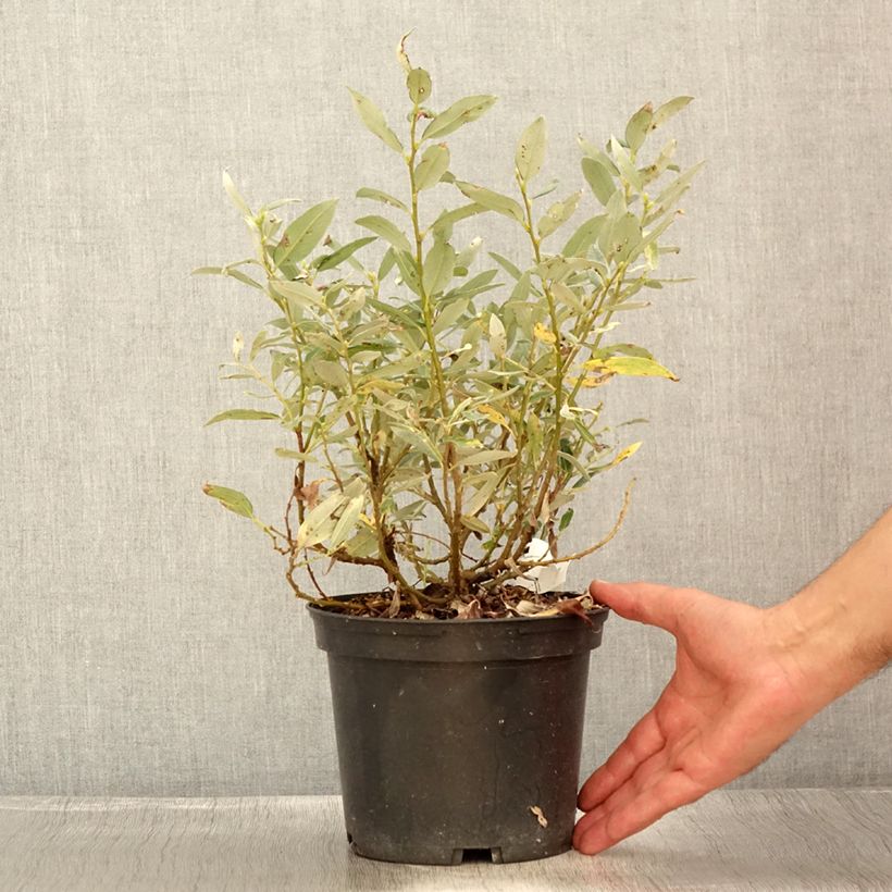 Salix helvetica - Willow 2L/3L pot sample as delivered in summer