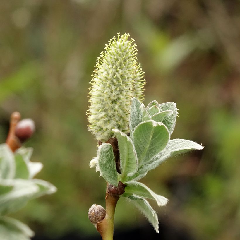Salix lanata - Willow (Flowering)