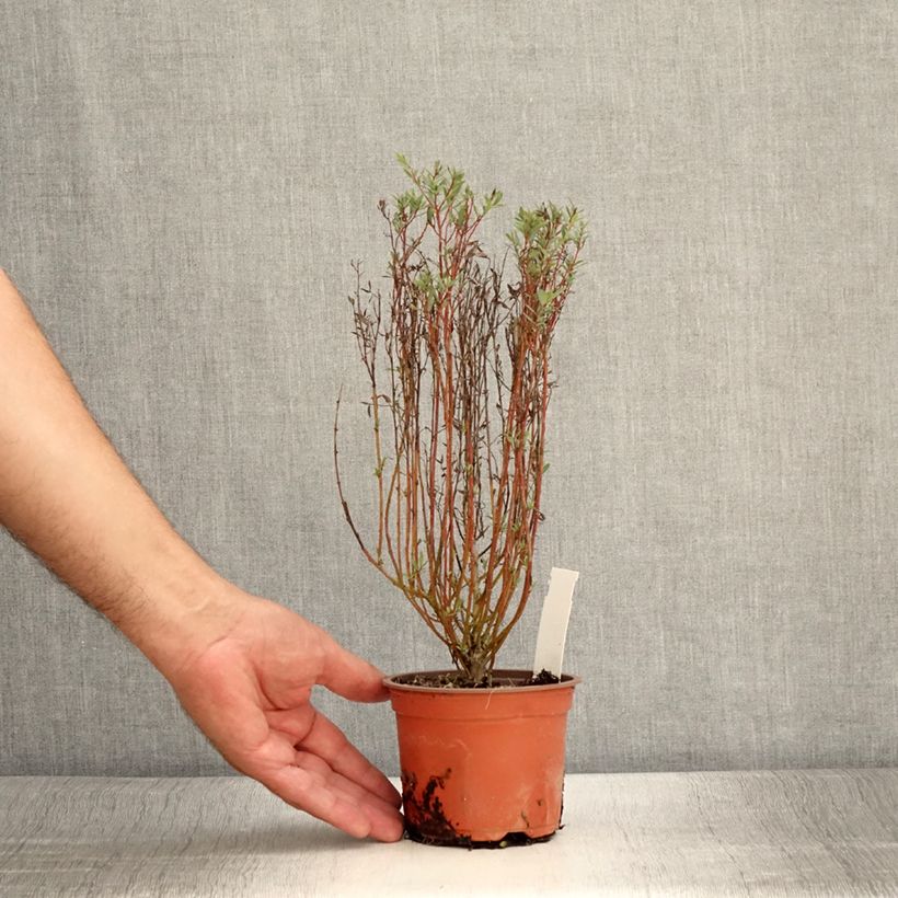 Salix purpurea Nana - Purple Willow 8/9 cm pot sample as delivered in summer