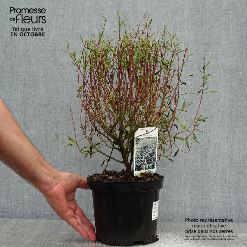 Salix repens - Creeping Willow 2L/3L pot sample as delivered in autumn