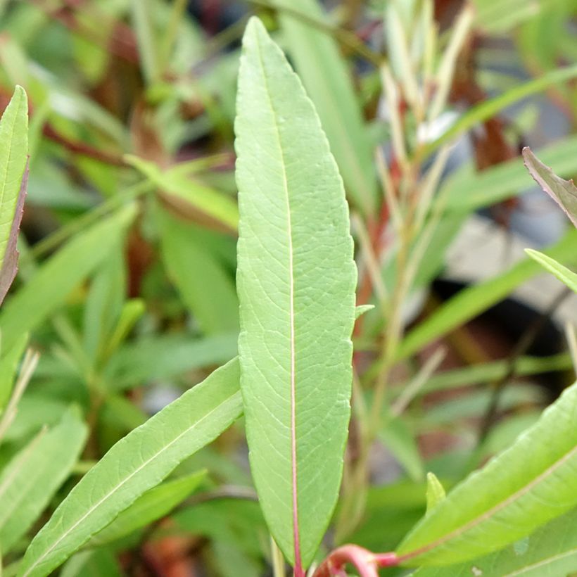 Salix sachalinensis Sekka - Sachalin Willow (Foliage)