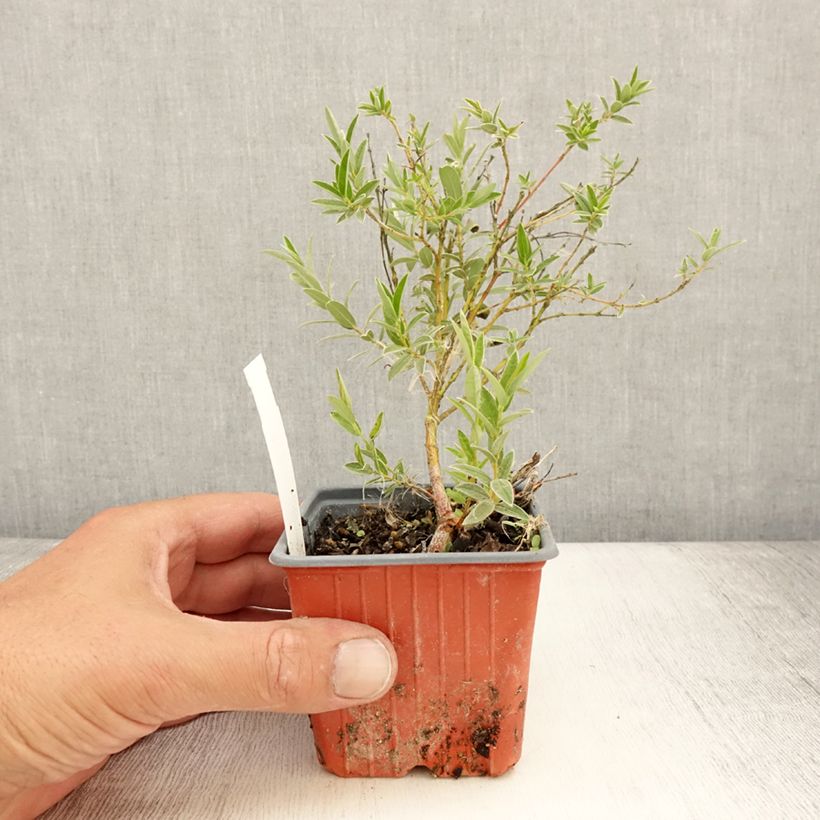 Salix subopposita - Willow 8/9 cm pot sample as delivered in summer