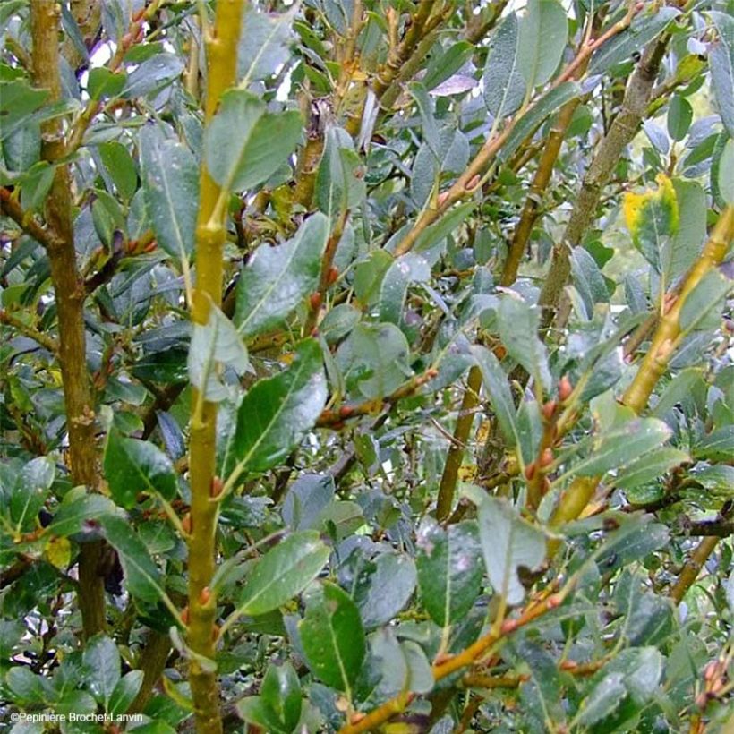 Salix x tetrapla - Willow (Foliage)