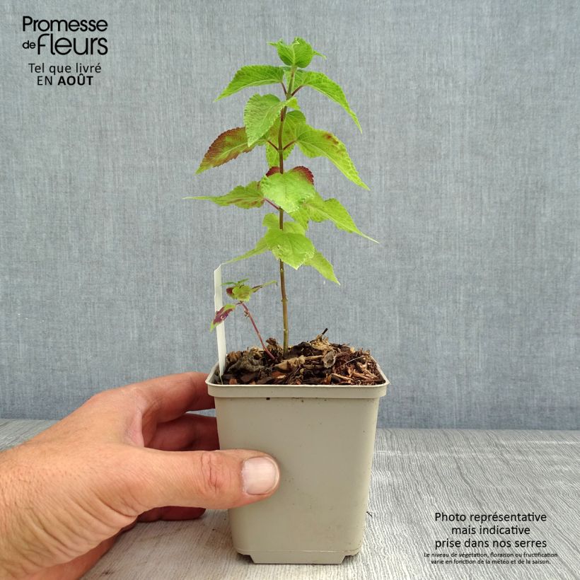 Salvia x guaranitica Amante 8/9 cm pot sample as delivered in summer