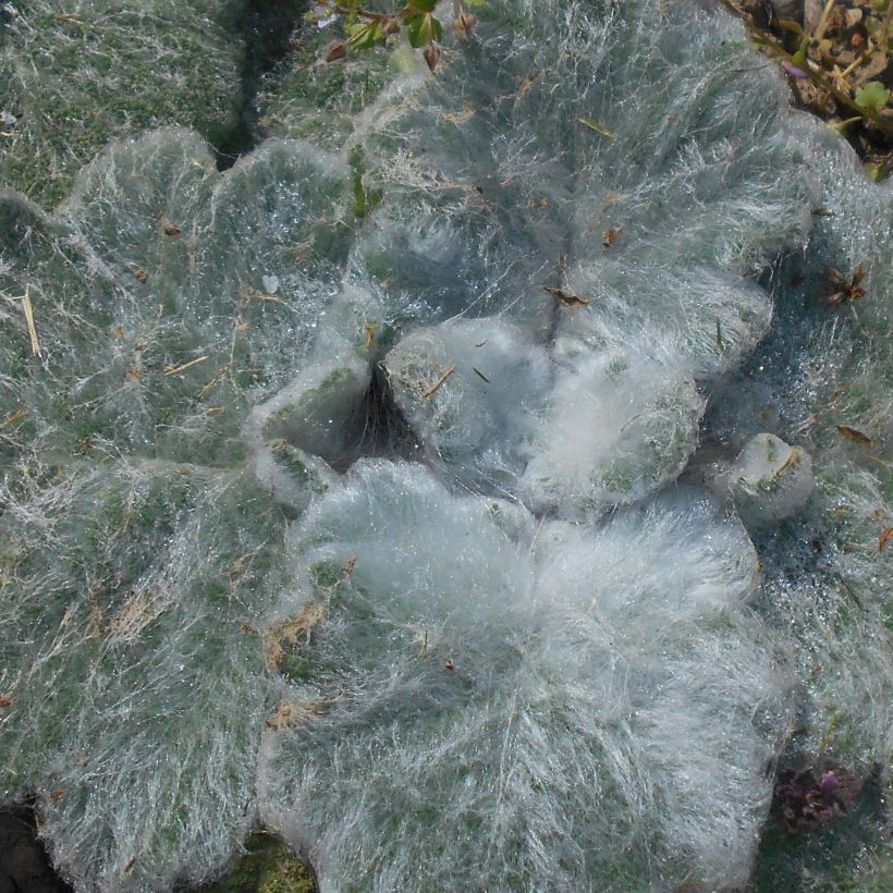 Salvia argentea  (Foliage)