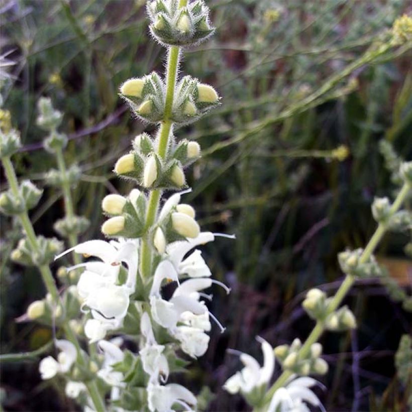 Salvia argentea  (Flowering)