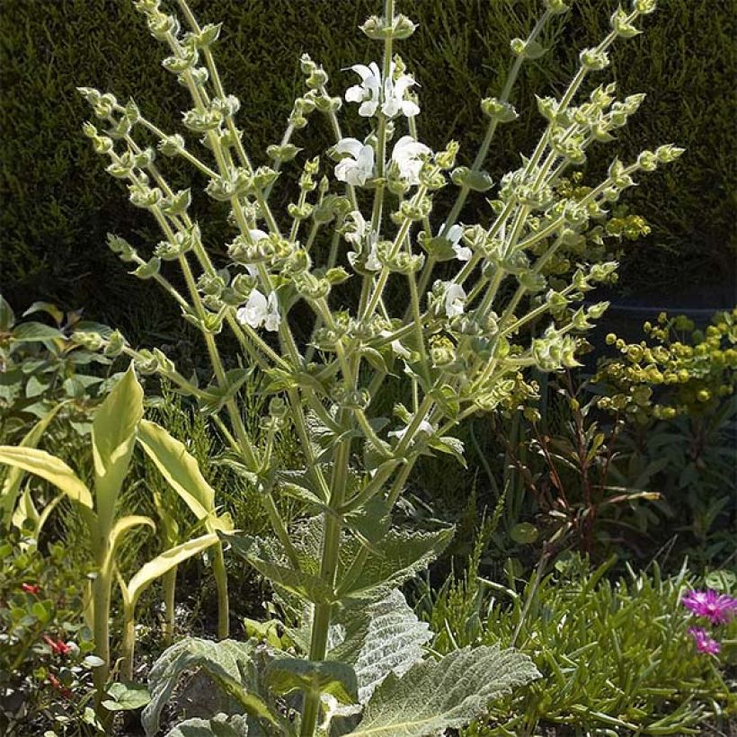 Salvia argentea  (Plant habit)