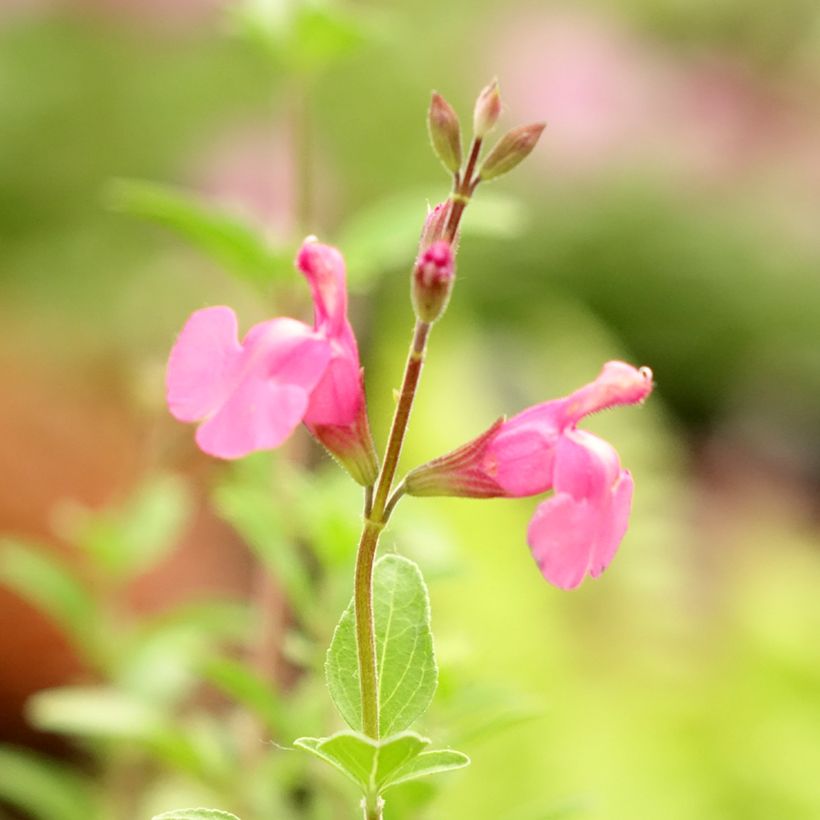 Salvia Delice Feline (Flowering)