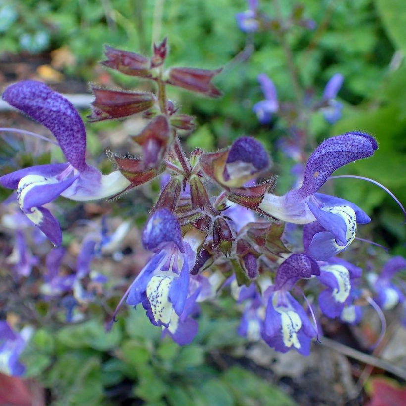 Salvia forsskaolei  (Flowering)