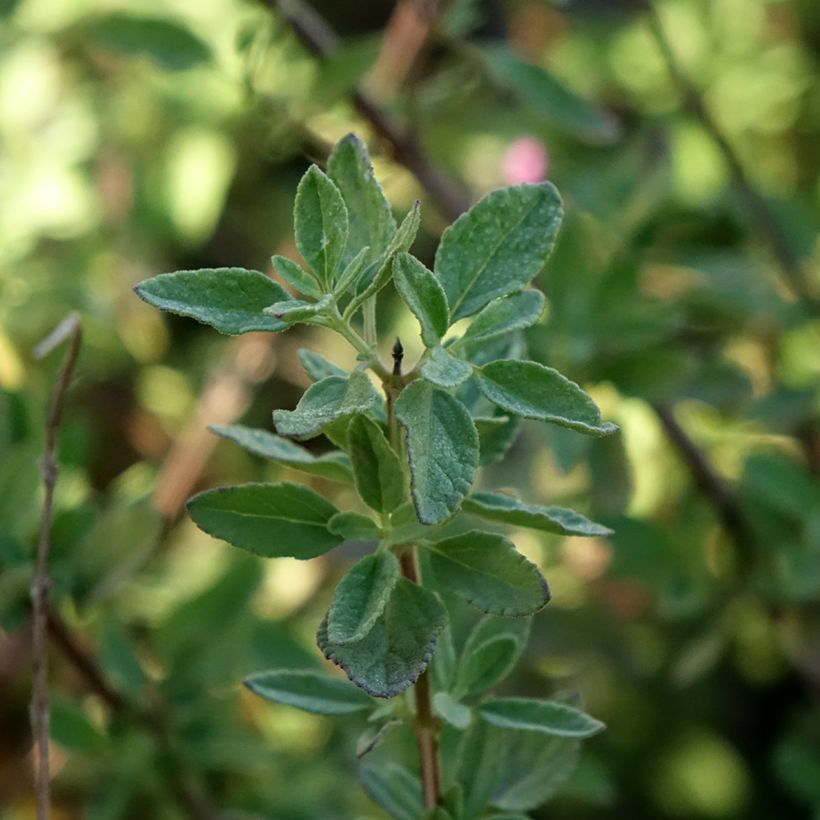 Salvia Arctic Blaze Purple (Foliage)