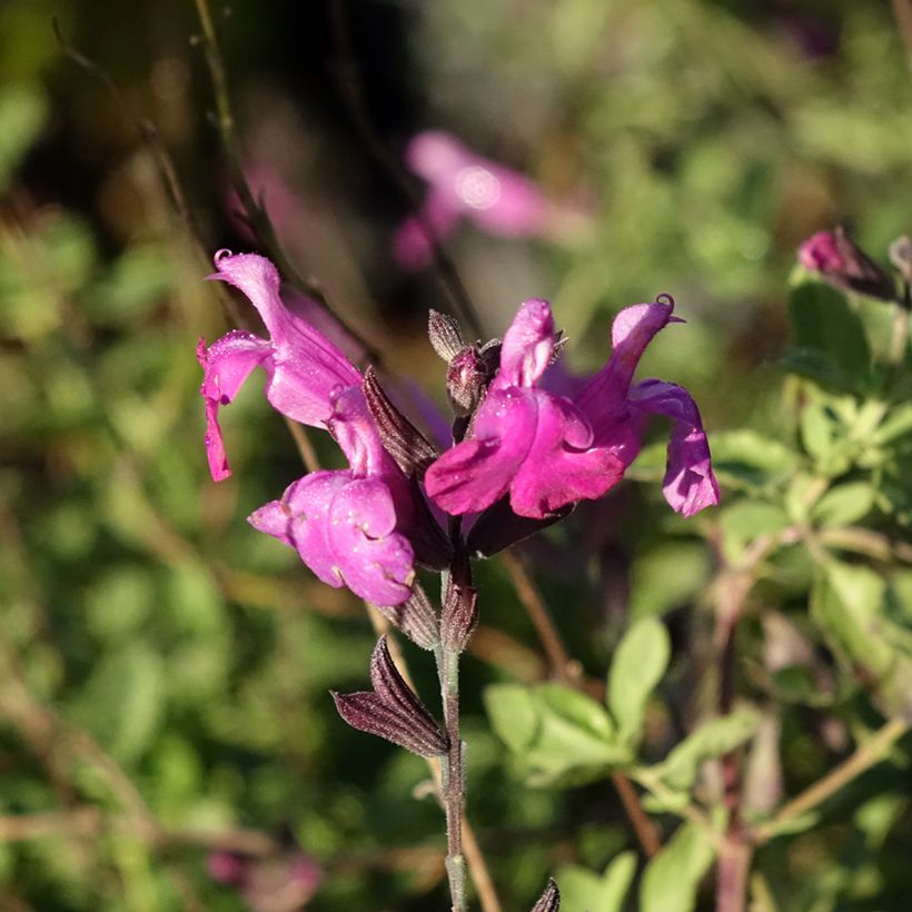 Salvia Arctic Blaze Purple (Flowering)