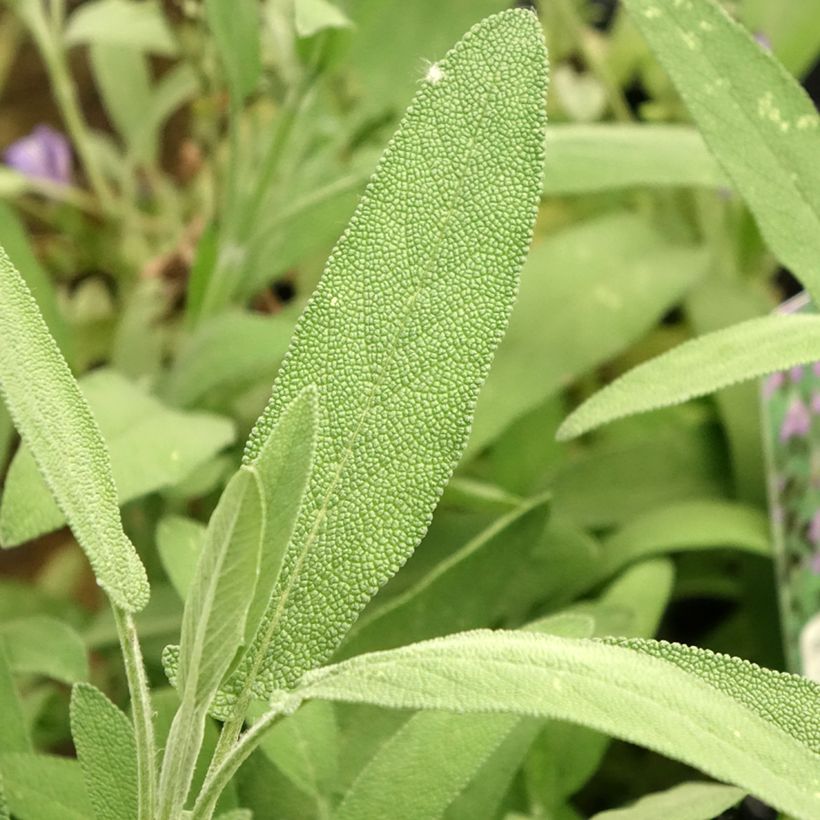 Salvia lavandulifolia  (Foliage)