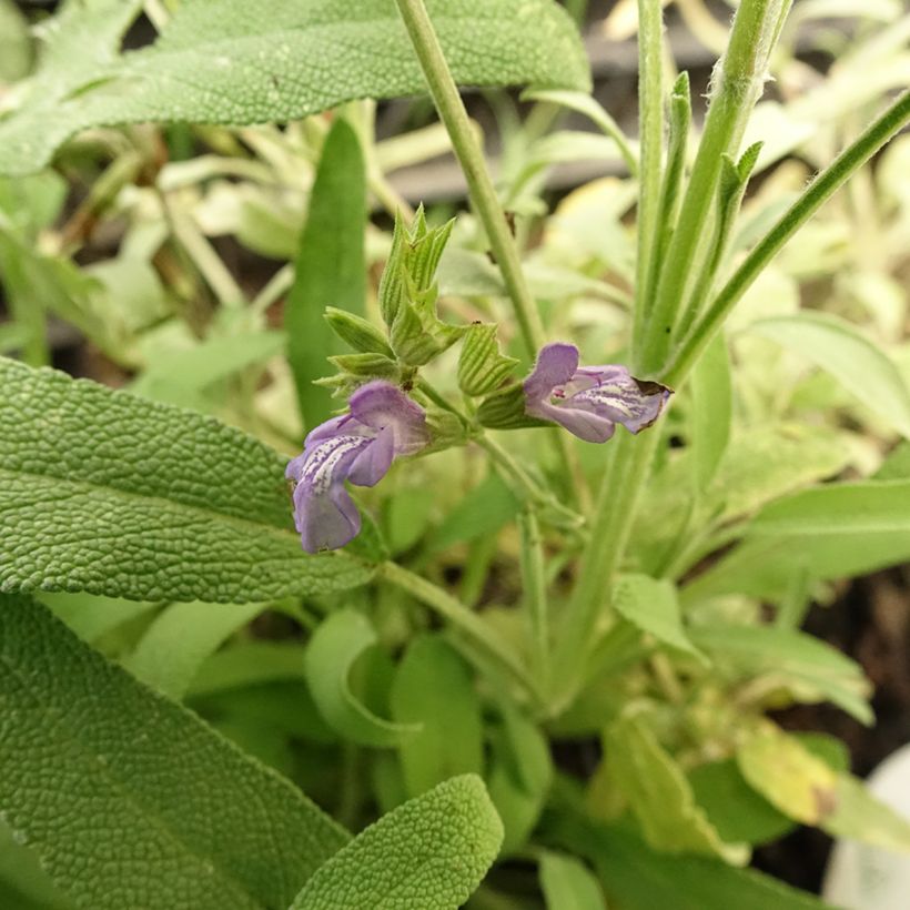 Salvia lavandulifolia  (Flowering)